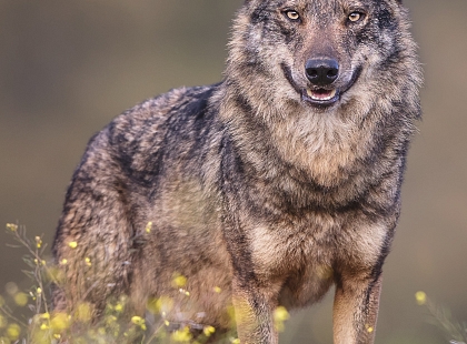 Anillo del Lobo en bici - Fin de semana