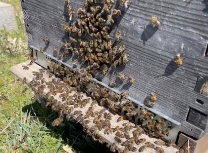 APICULTURA Y MIEL EN SANABRIA