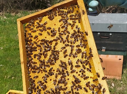 APICULTURA Y MIEL EN SANABRIA