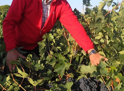 Cultura y Gastronomía en la D.O. Toro