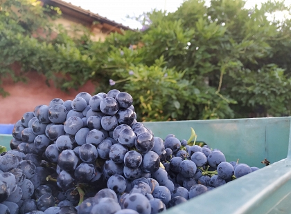 Cultura y Gastronomía en la D.O. Toro