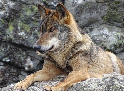 Fin de semana entre Lobos