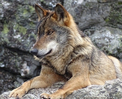 Fin de semana entre Lobos