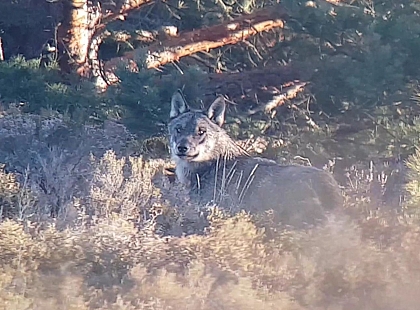 Fin de semana entre Lobos