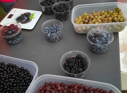 Frutos del bosque y lobos en Sanabria