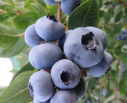 Frutos del bosque y lobos en Sanabria