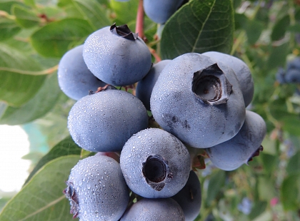 Frutos del bosque y lobos en Sanabria