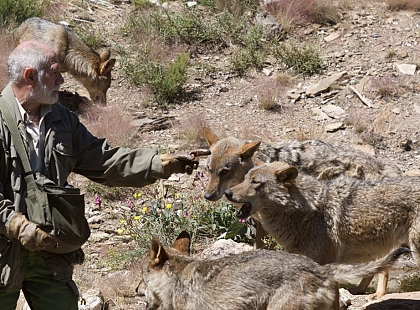 Frutos del bosque y lobos en Sanabria