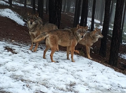 Lobos en Sierra de la Culebra