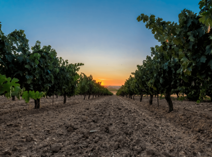 Viñedos de la D.O. Toro